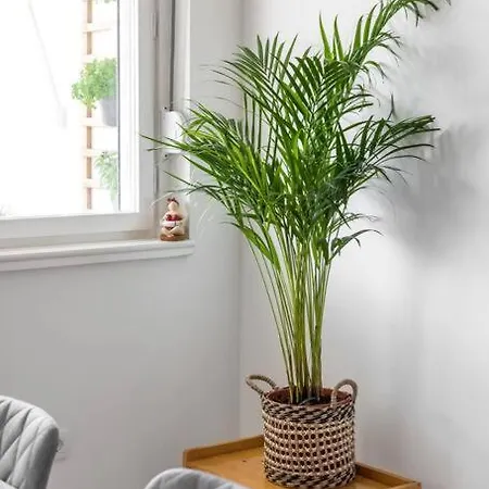 Center + Balcony *